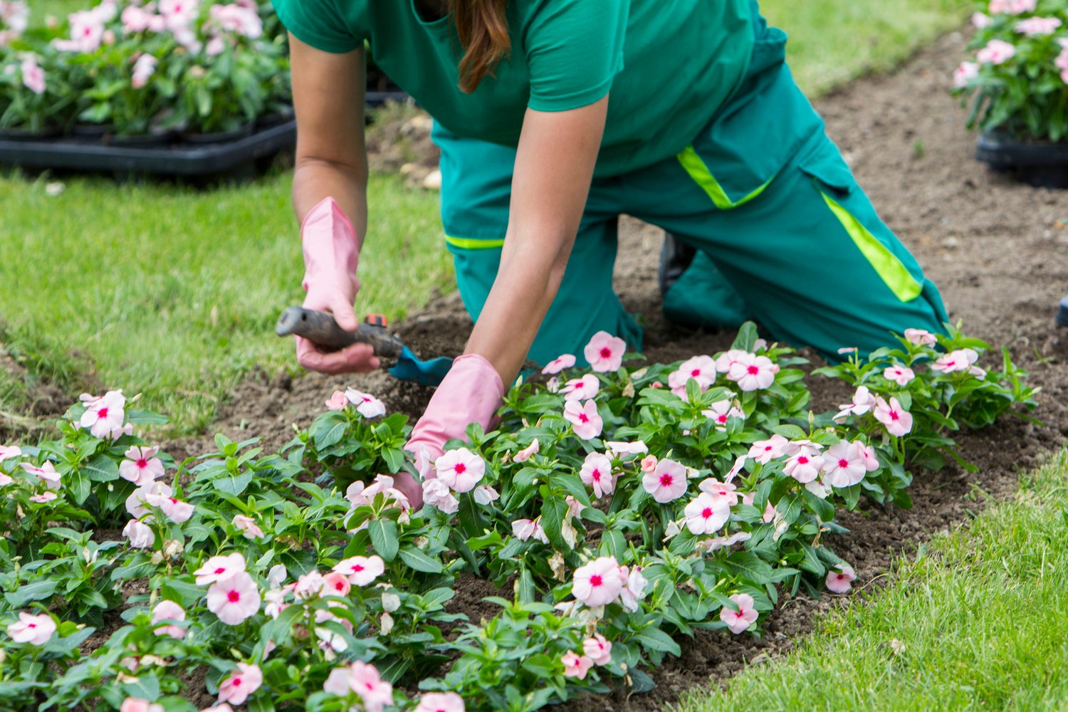 woman planting flowers